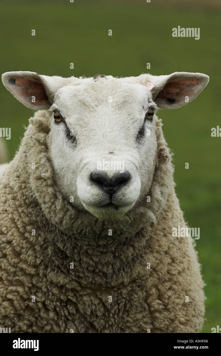 Beltex ram hi-res stock photography and images - Alamy
