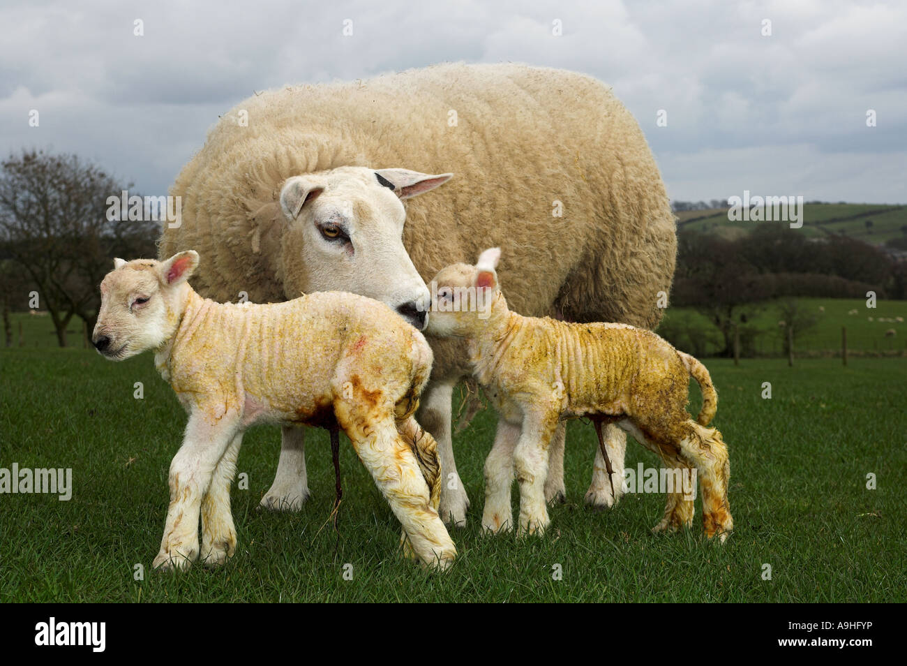 Beltex lambs hi-res stock photography and images - Alamy