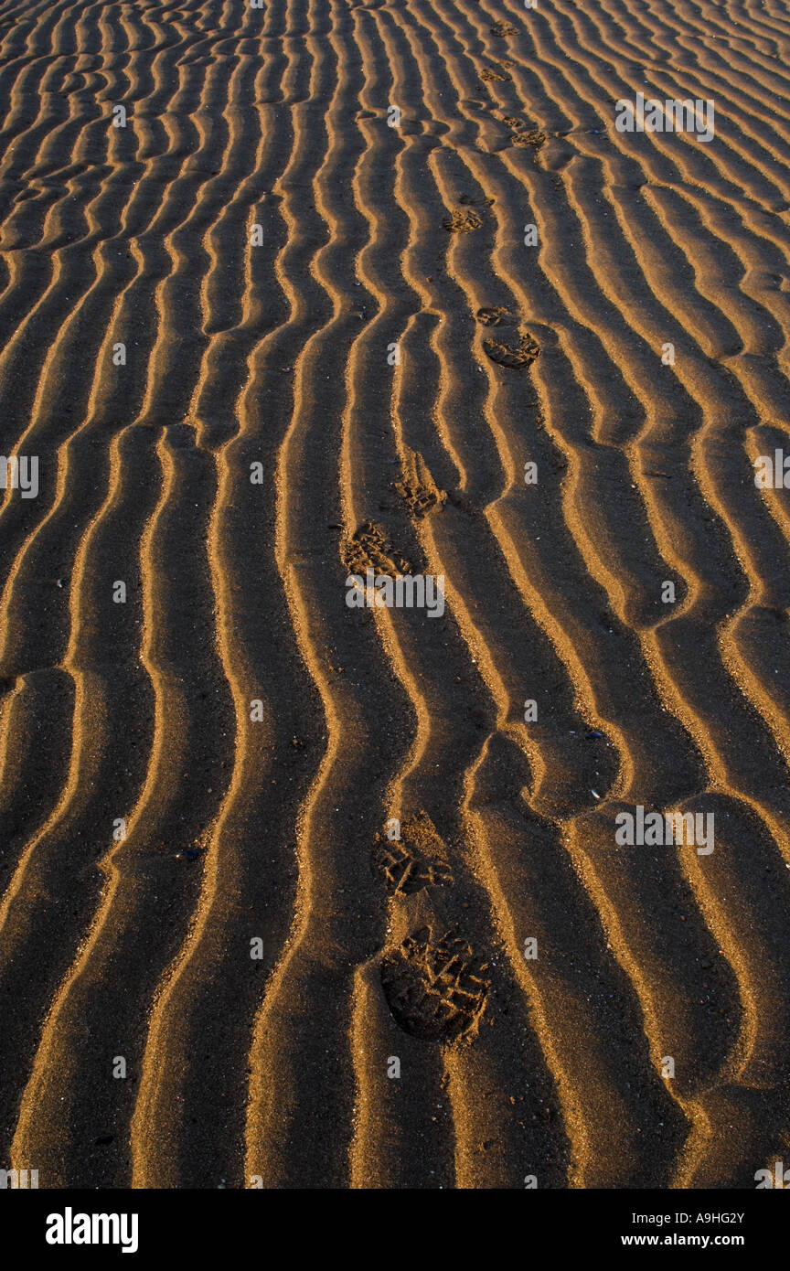 Footprints in sand on seashore in early morning light Stock Photo
