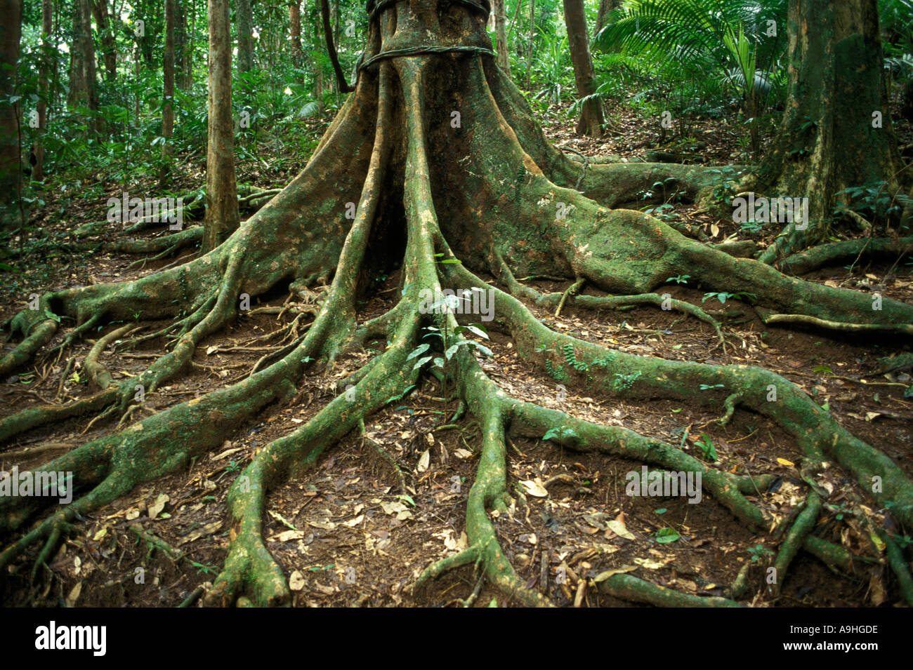 Tree roots in the Mossman rain forest Queensland Australia Stock Photo ...