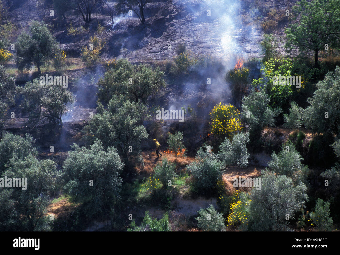 Fire in an olive grove Andalucia Spain Stock Photo