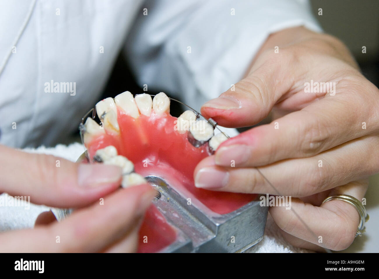 An Orthodontics student adapts a wire to a wax typodont as a part of