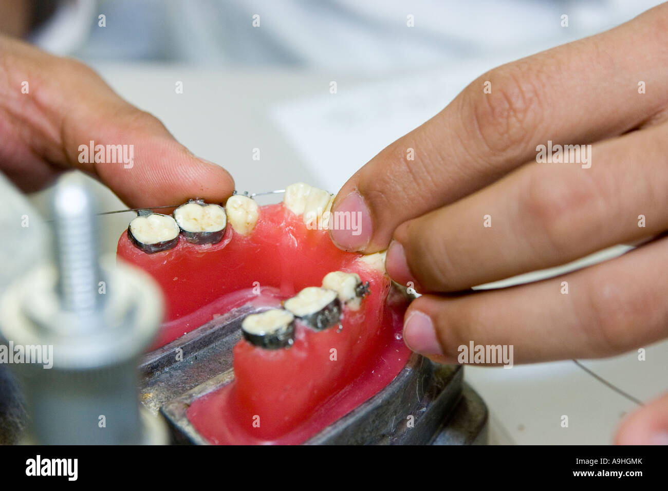An Orthodontics student adapts a wire to a wax typodont as a part of