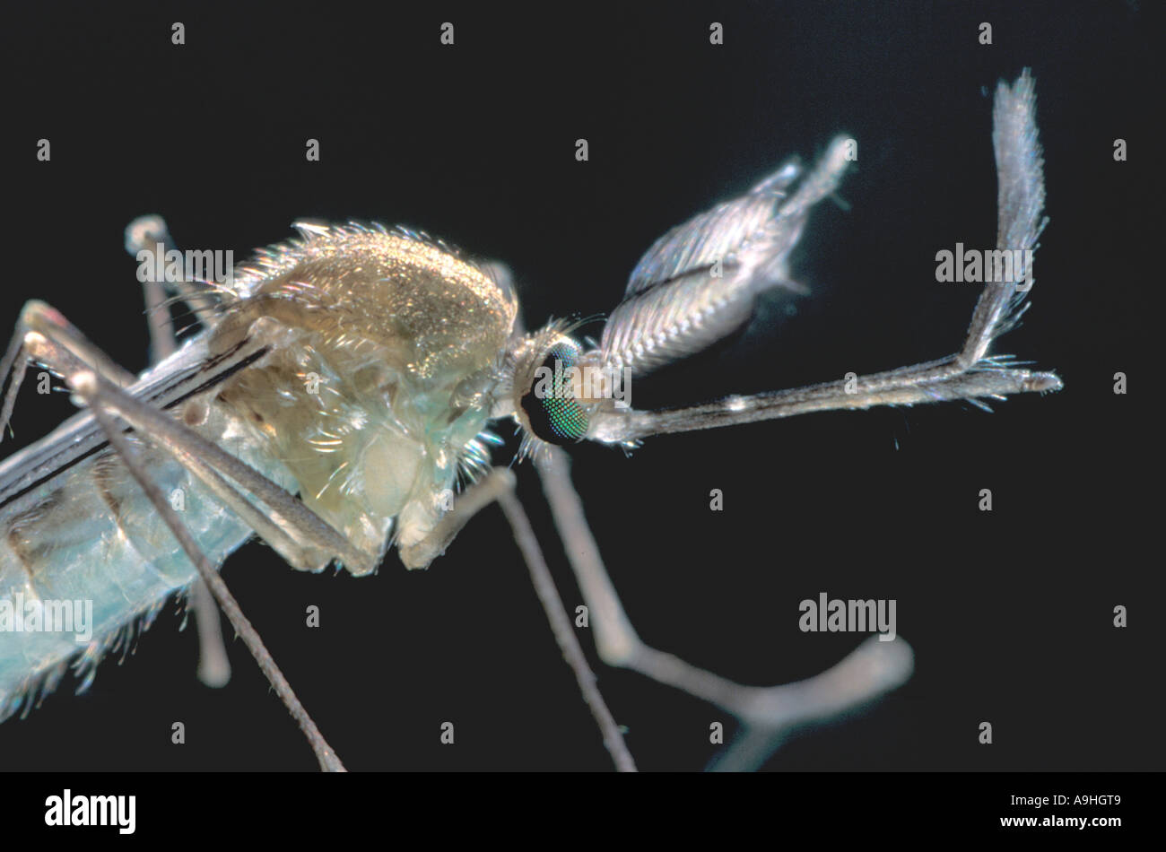 house mosquito, northern common house mosquito, common gnat, house gnat