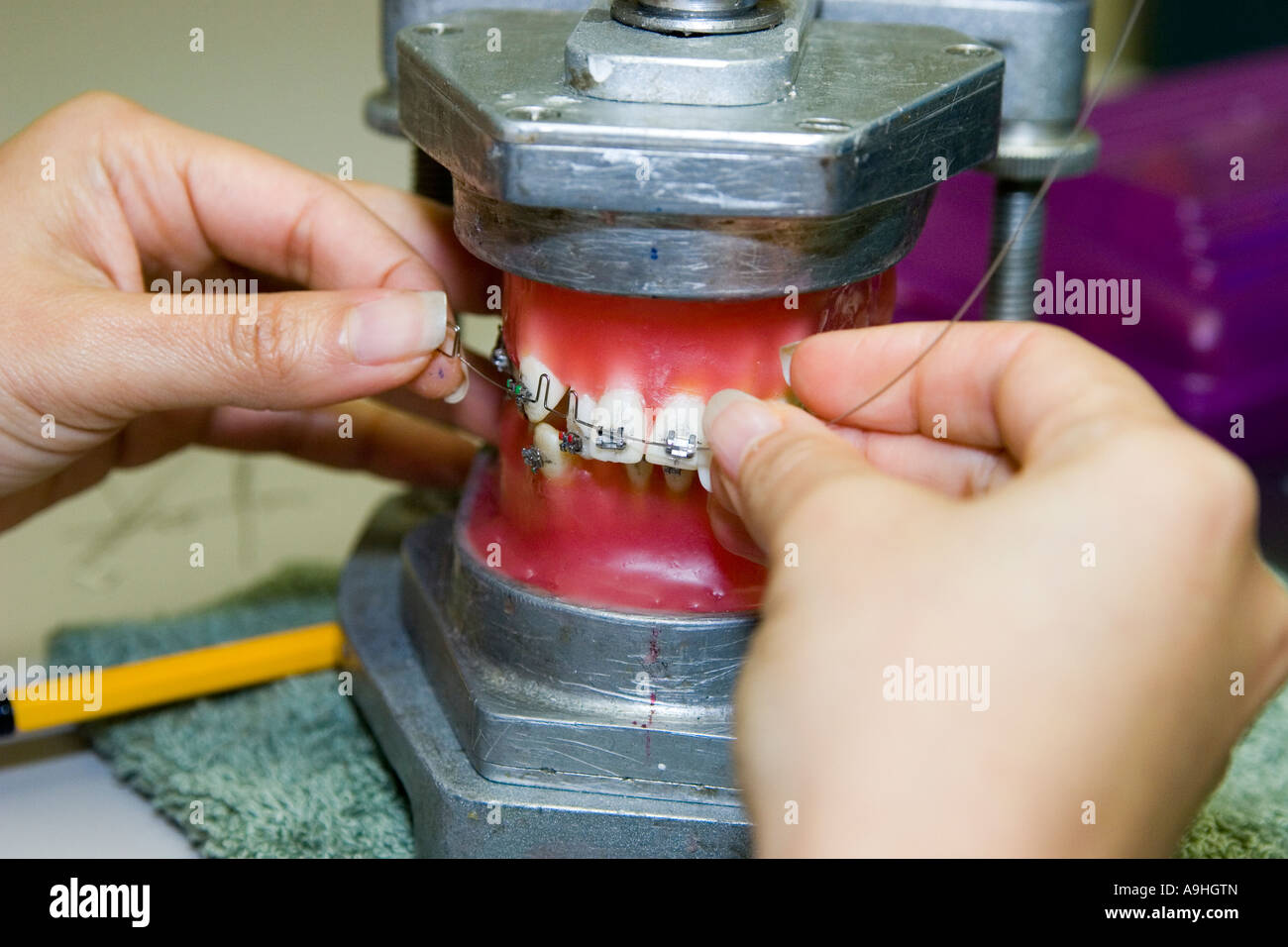 An Orthodontics student adapts a wire to a wax typodont as a part of