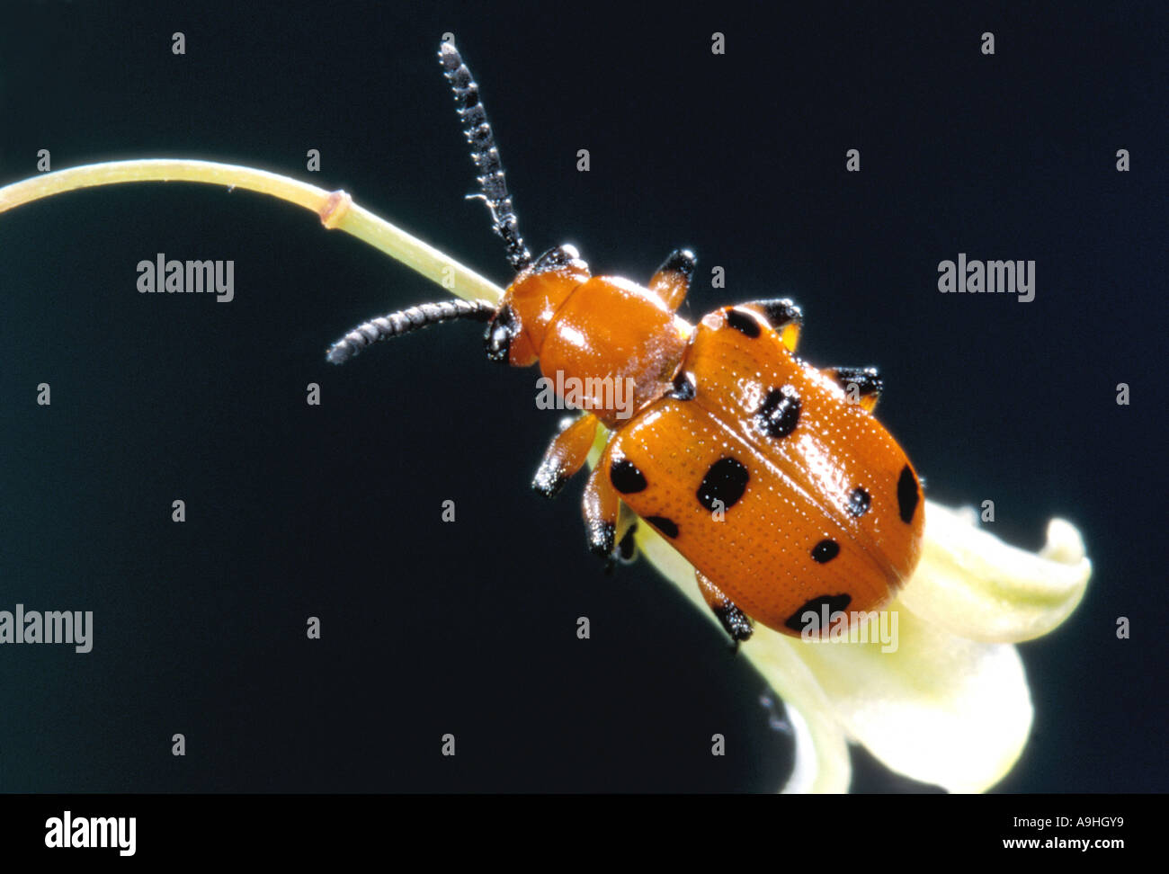 asparagus beetles (Crioceris spec.), sitting on blossom Stock Photo Alamy