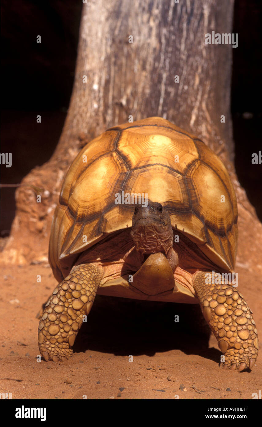 The Angonoka tortoise, Geochelone yniphora, is one of the ten most endangered animals in the world. Stock Photo