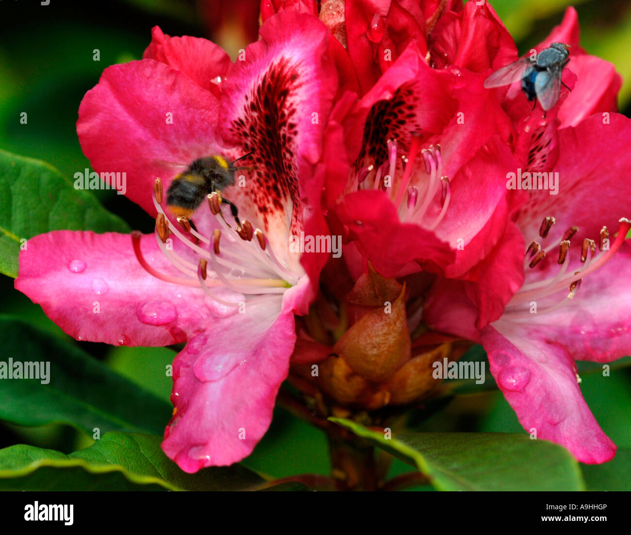 A Bee & Bluebottle On   Rhododendron Flowers. Stock Photo