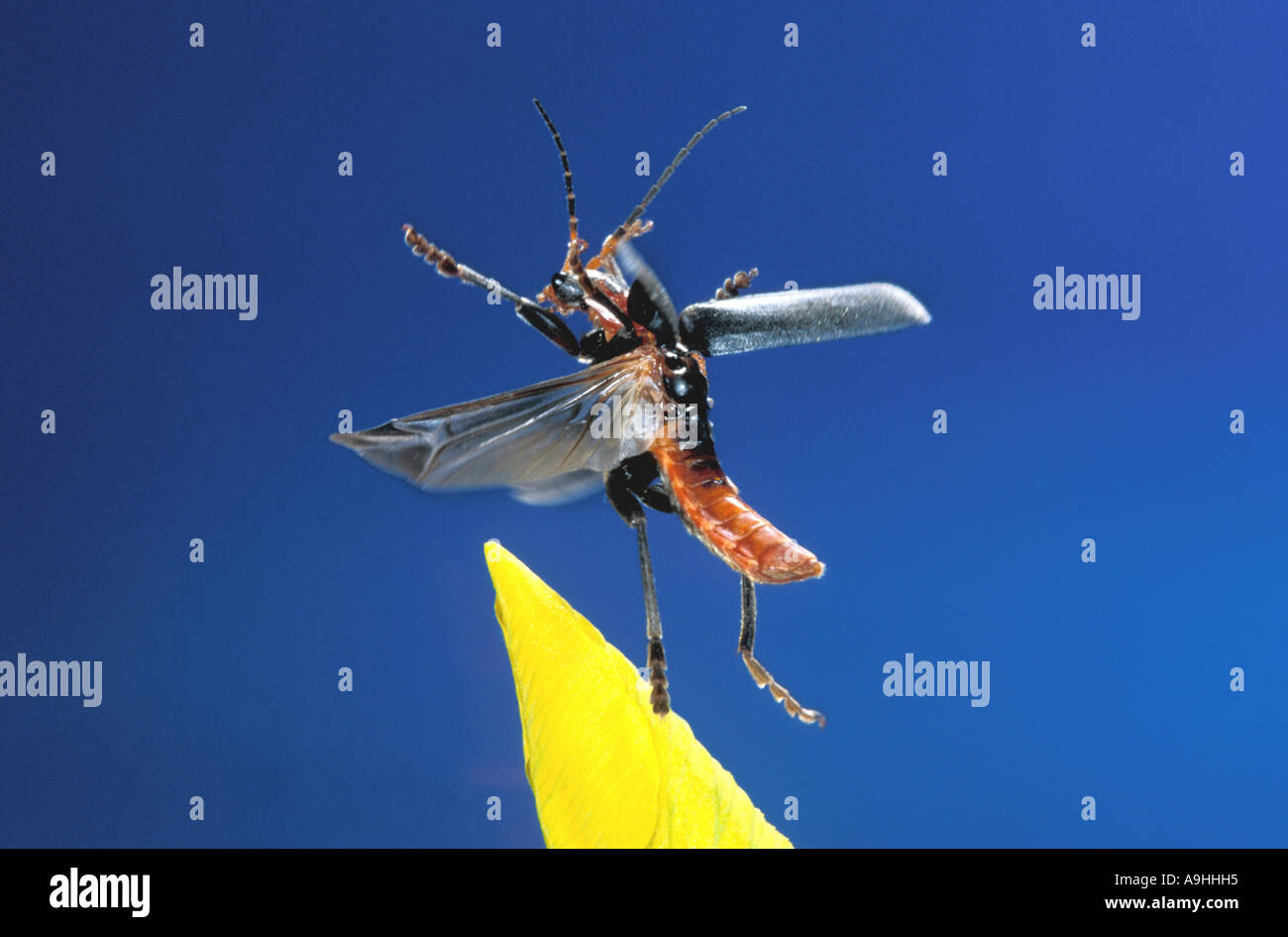 common cantharid, common soldier beetle (Cantharis fusca), taking off Stock Photo