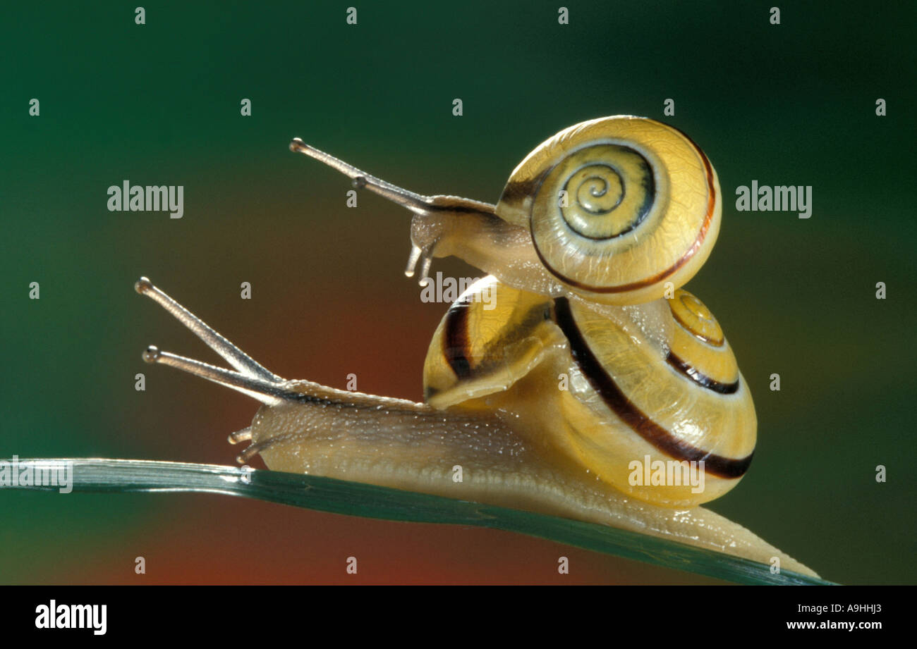 whitelip gardensnail, whitelipped snail, garden snail, smaller banded snail (Cepaea hortensis