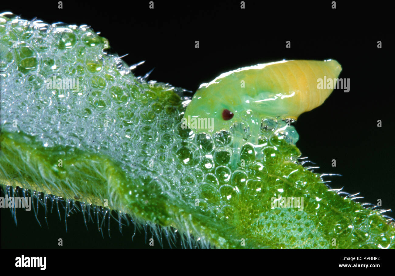 common froghopper (Philaenus spumarius), on leaf Stock Photo Alamy