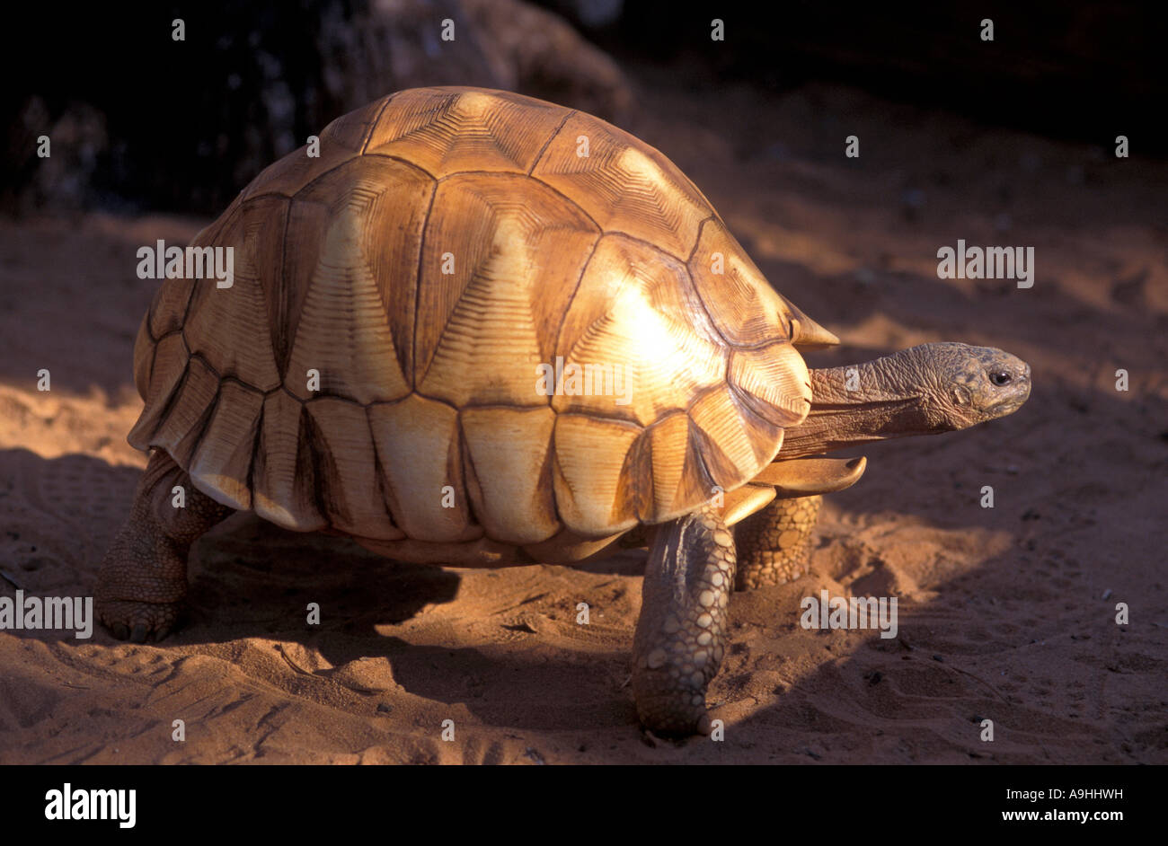 The Angonoka tortoise, Geochelone yniphora, is one of the ten most endangered animals in the world Madagascar Stock Photo