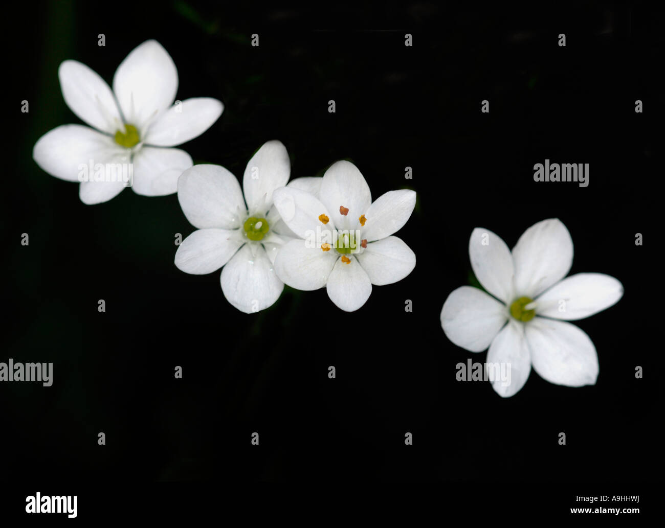 White ' Flowers. Stock Photo