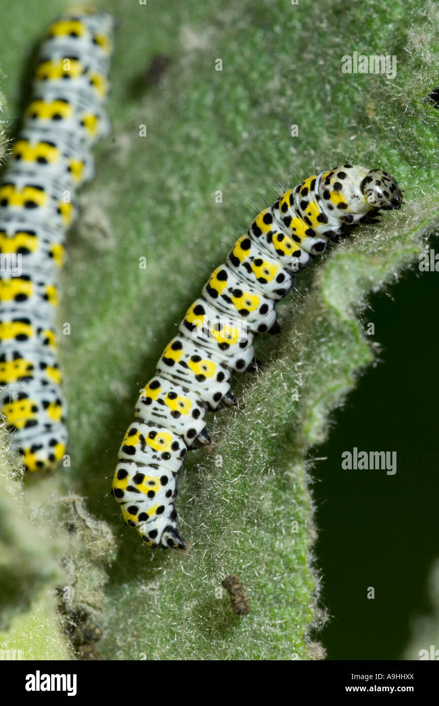 Mullein moth caterpillars feeding on Mullein,  Verbascum,  Cucullia verbasci, Wales, UK. Stock Photo