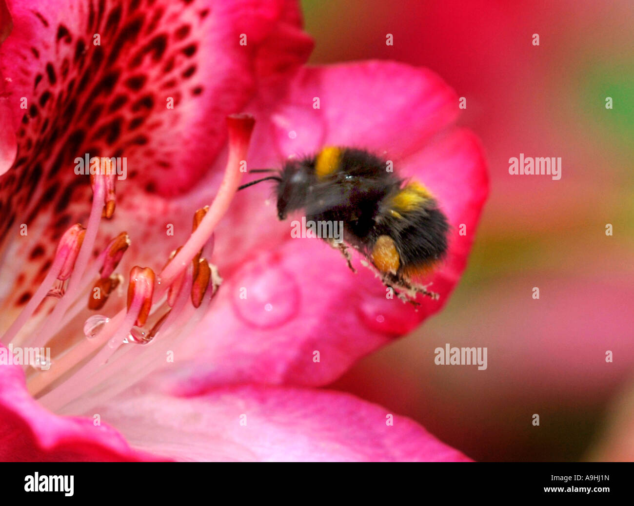 A Bee Flying To Rhododendron Flowers. Stock Photo