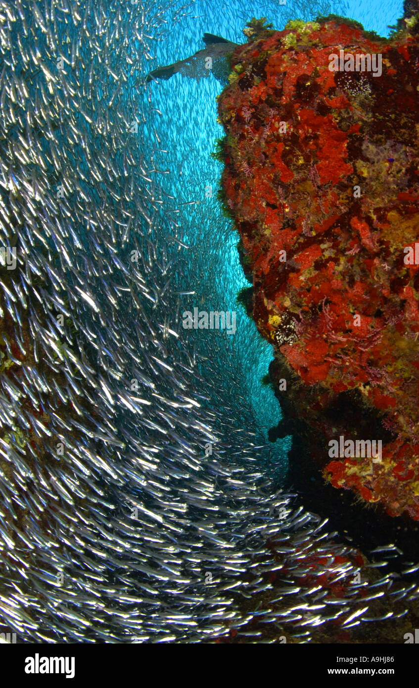 Schooling bait fish silversides around red encrusting sponge covered