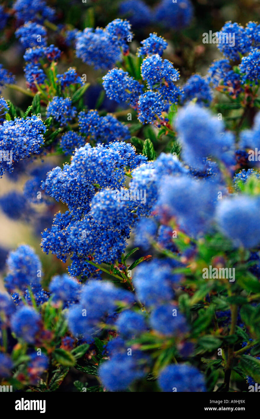 Blue Ceanothus Flowers Stock Photo