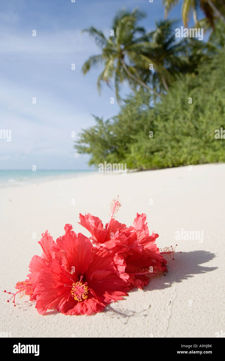 Red hibiscus flowers on a deserted tropical beach Stock Photo Alamy