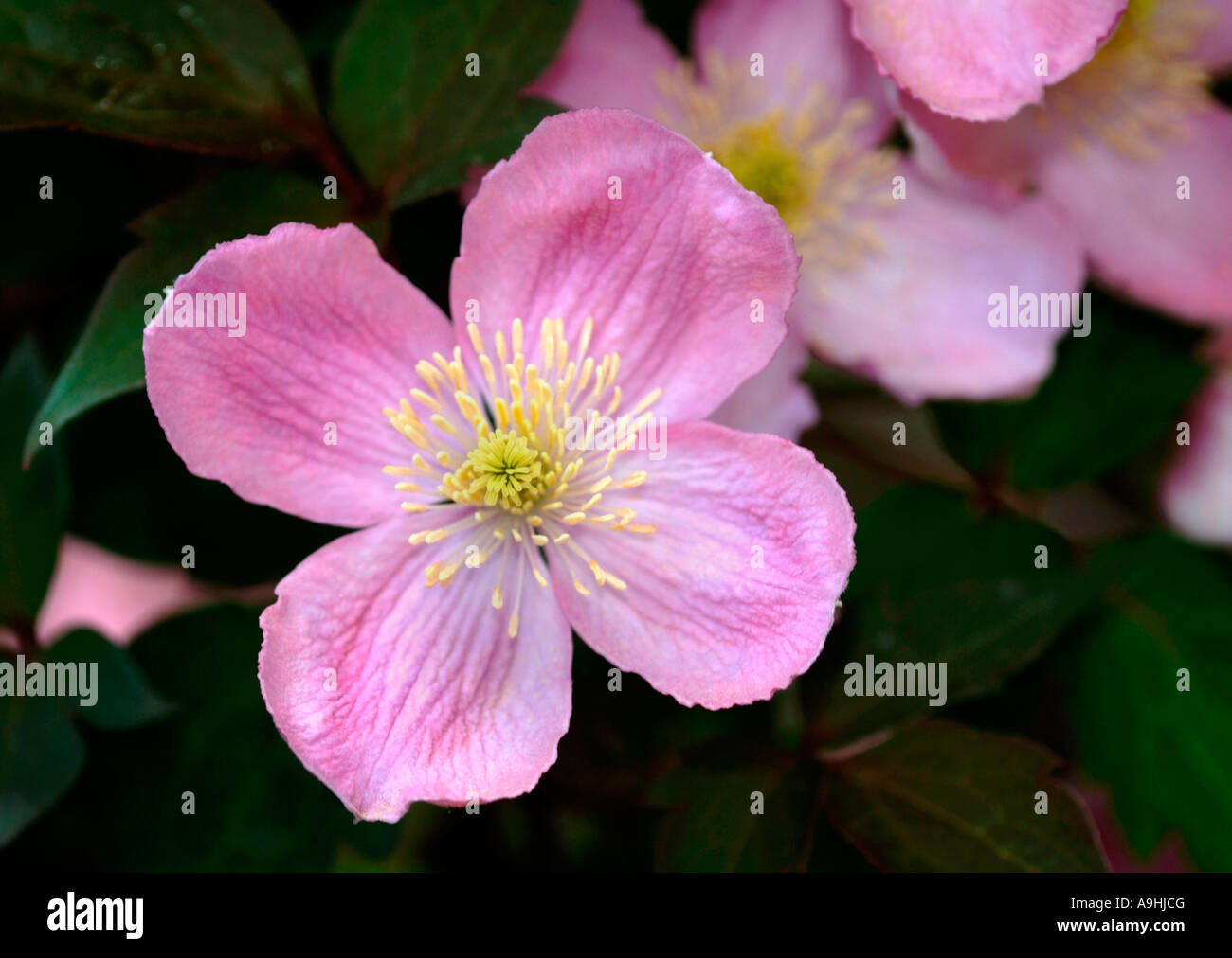 Clematis Montana Flowers Stock Photo Alamy
