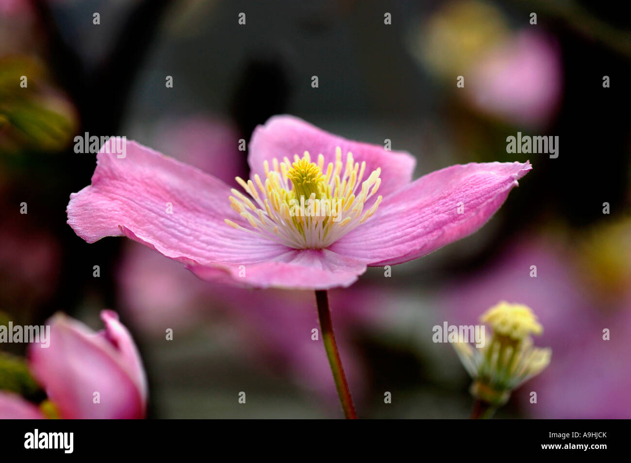 Clematis Montana Flower Stock Photo Alamy