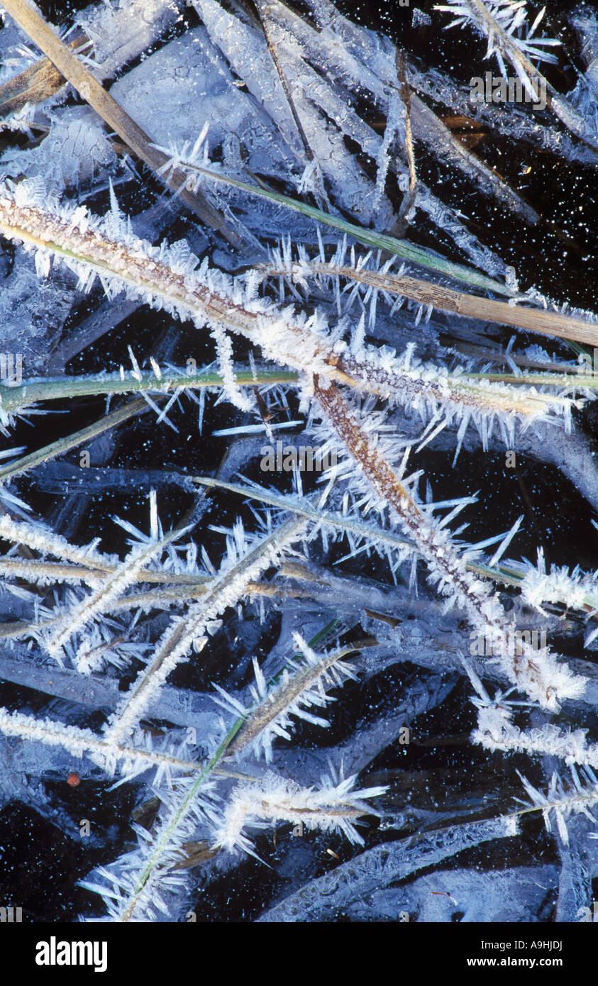 Frozen Reeds Frozen reeds and grasses create abstract shapes in lake surface ice ...
