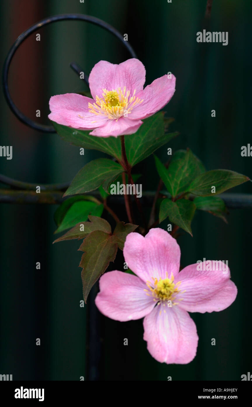 Clematis Montana Flowers Stock Photo Alamy