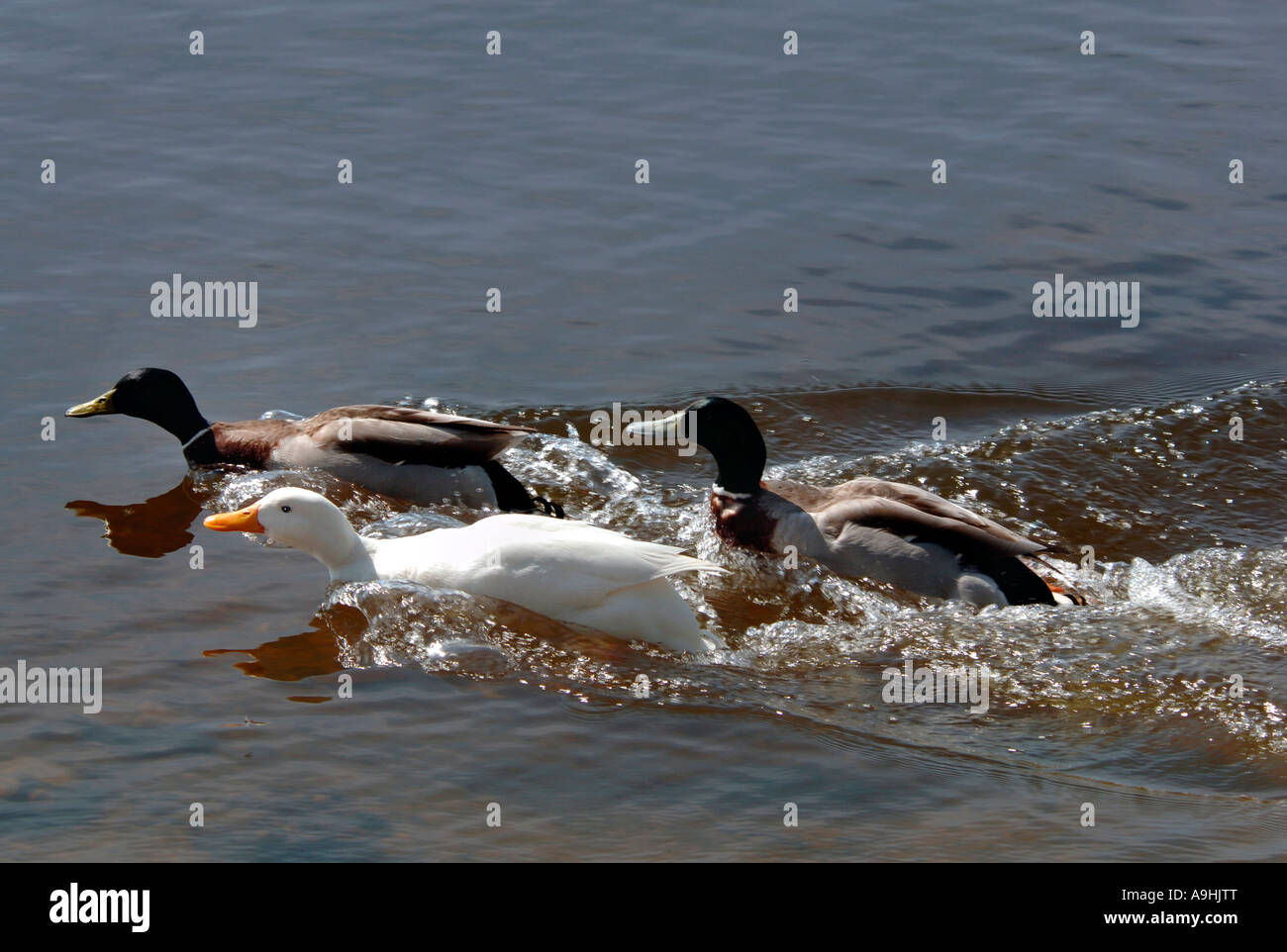 Ducks Racing Thru Water Stock Photo Alamy