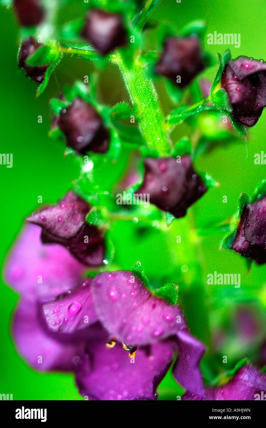 Erysimum 'Bowles' Mauve Flowers. Stock Photo