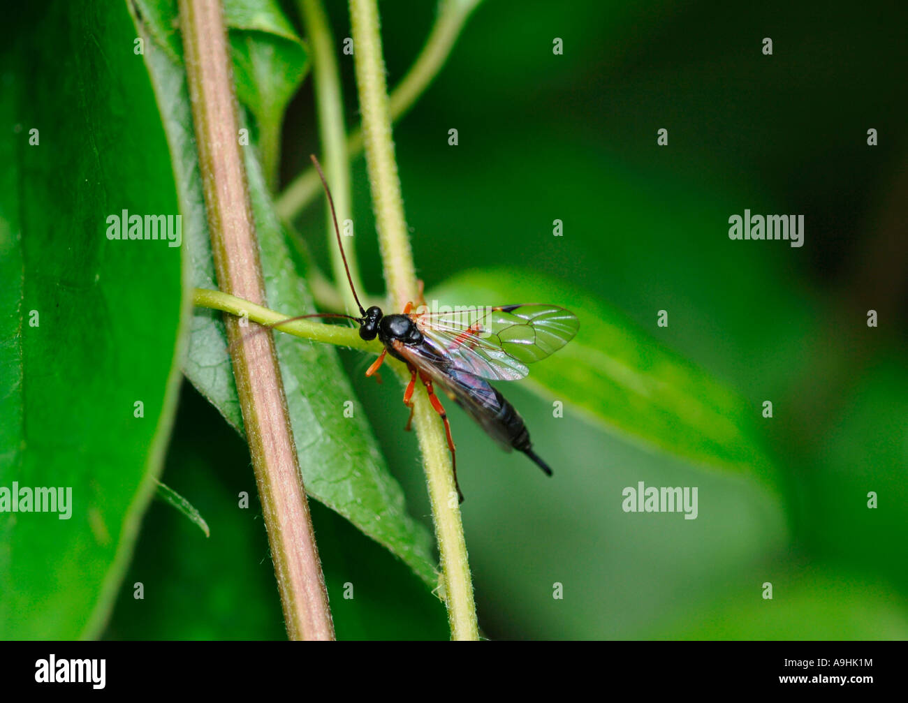 Ichneumon Fly (Rhyssa persuasoria). Stock Photo