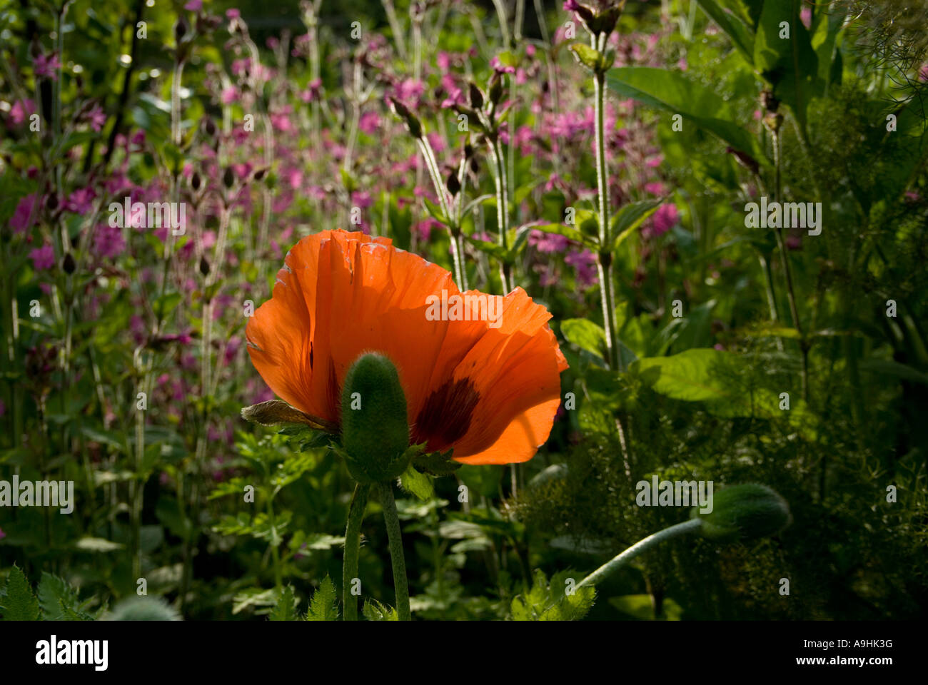 Backlit Poppy flower with Red Campion, Wales, UK. Stock Photo