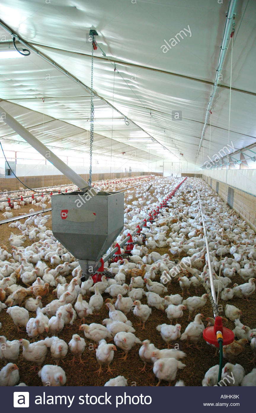 Broiler House High Resolution Stock Photography and Images Alamy