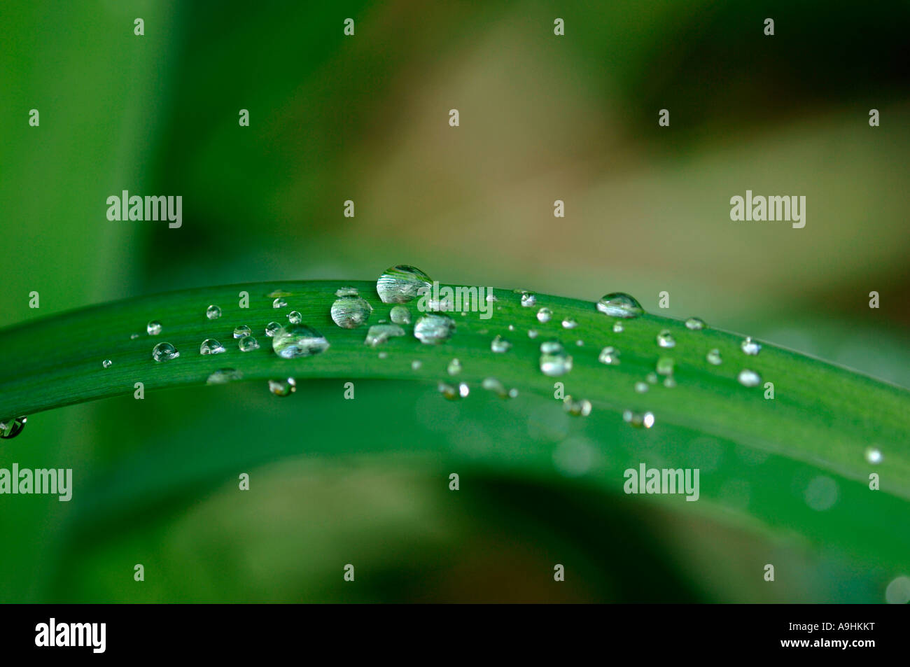 Raindrops On Green Leaves. Stock Photo