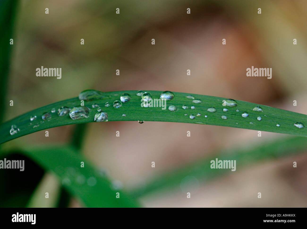 Raindrops On Green Leaves. Stock Photo