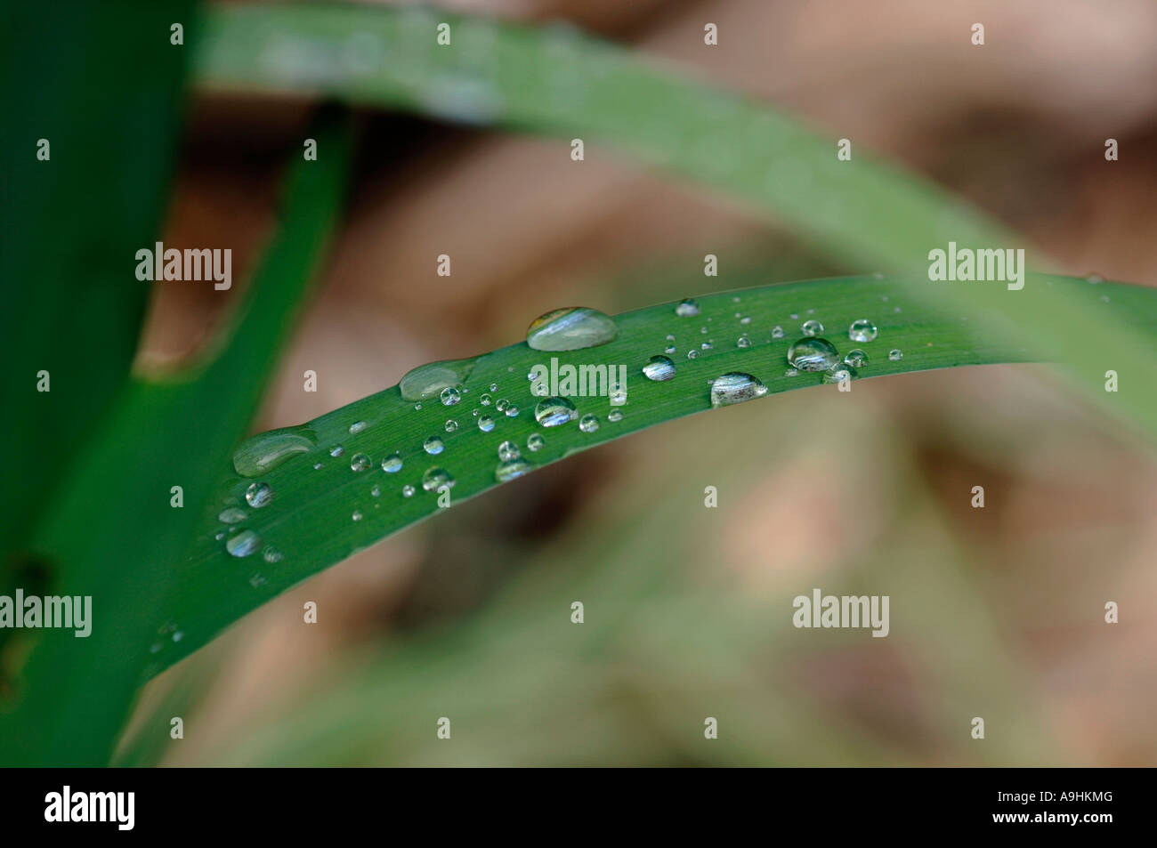 Raindrops On Green Leaves. Stock Photo