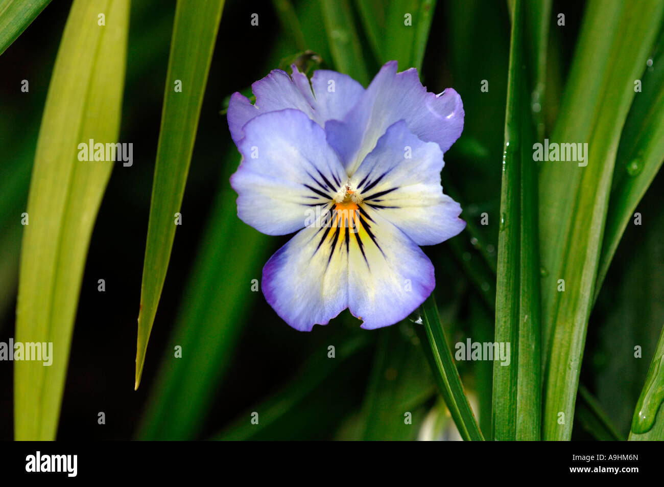 A Species Of Viola Flower Showing Petal Damage Due To Insects Stock