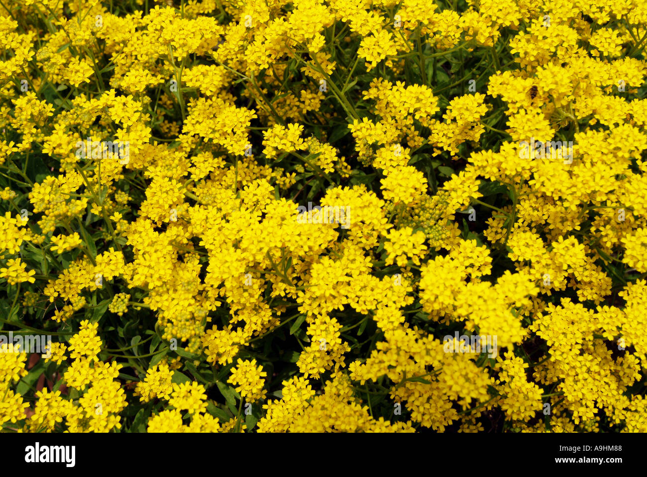 Yellow saxifrage flowers Stock Photo