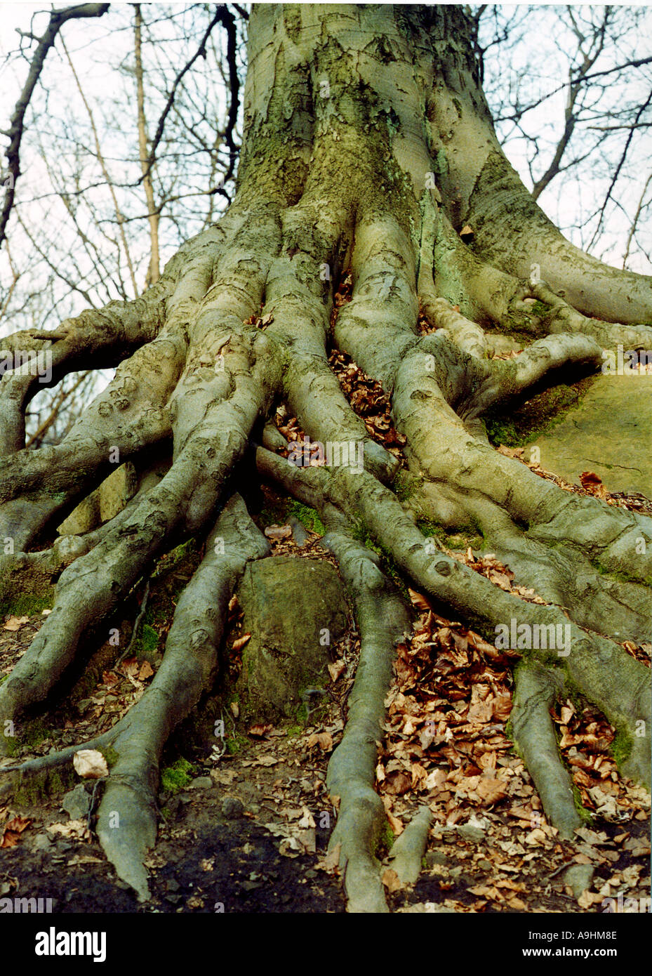 tree roots of big tree Stock Photo - Alamy
