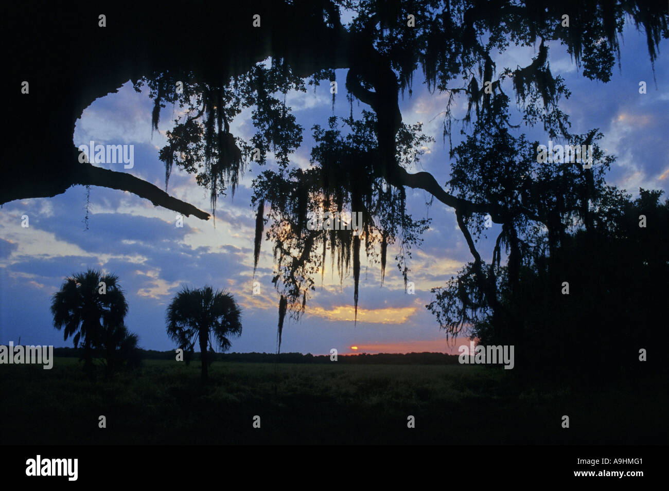 oaktree with Spanish moss, USA, Florida Stock Photo