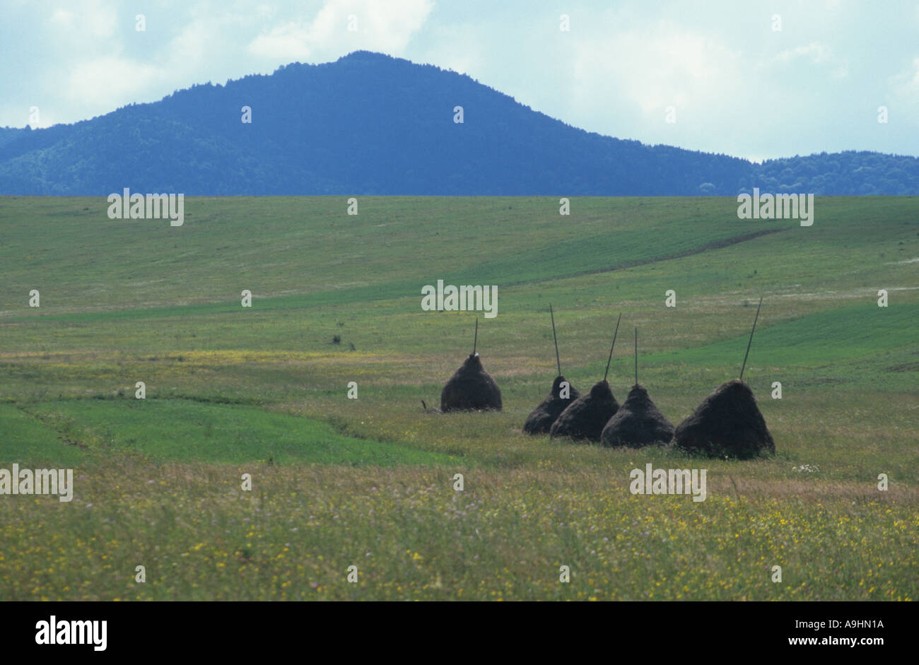 Haystacks in Apuseni Mountains Romania Stock Photo - Alamy