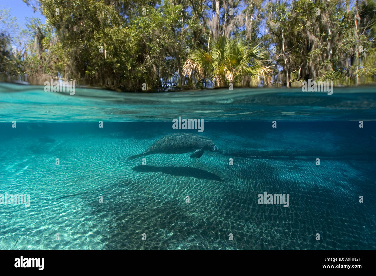 Florida manatee Trichechus manatus latirostris Crystal River Florida USA Stock Photo