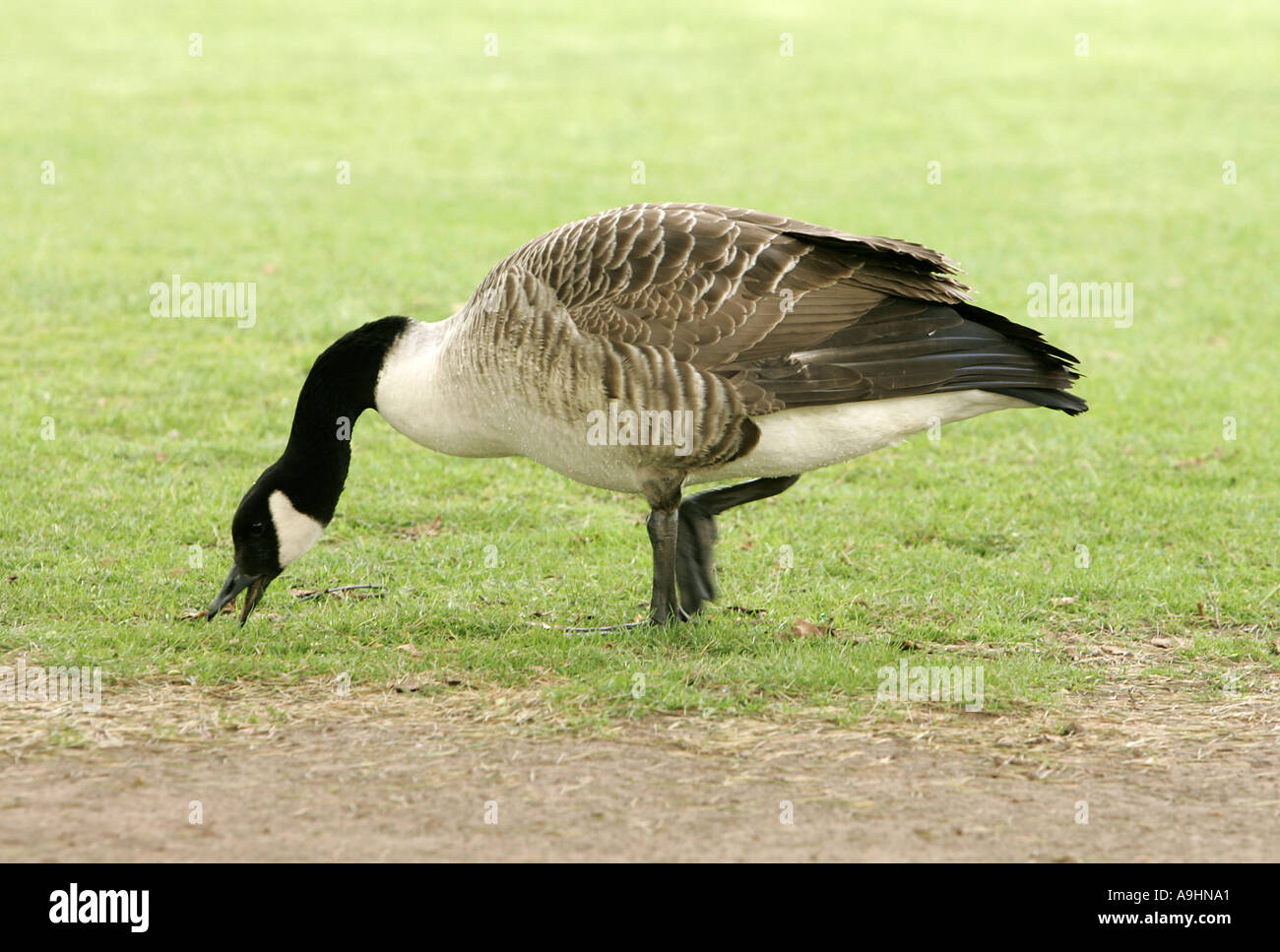 goose one Canada geese wild birds fowl eating feeding standing walking webbed feet animal animals aquatic considerate guarded on Stock Photo Alamy