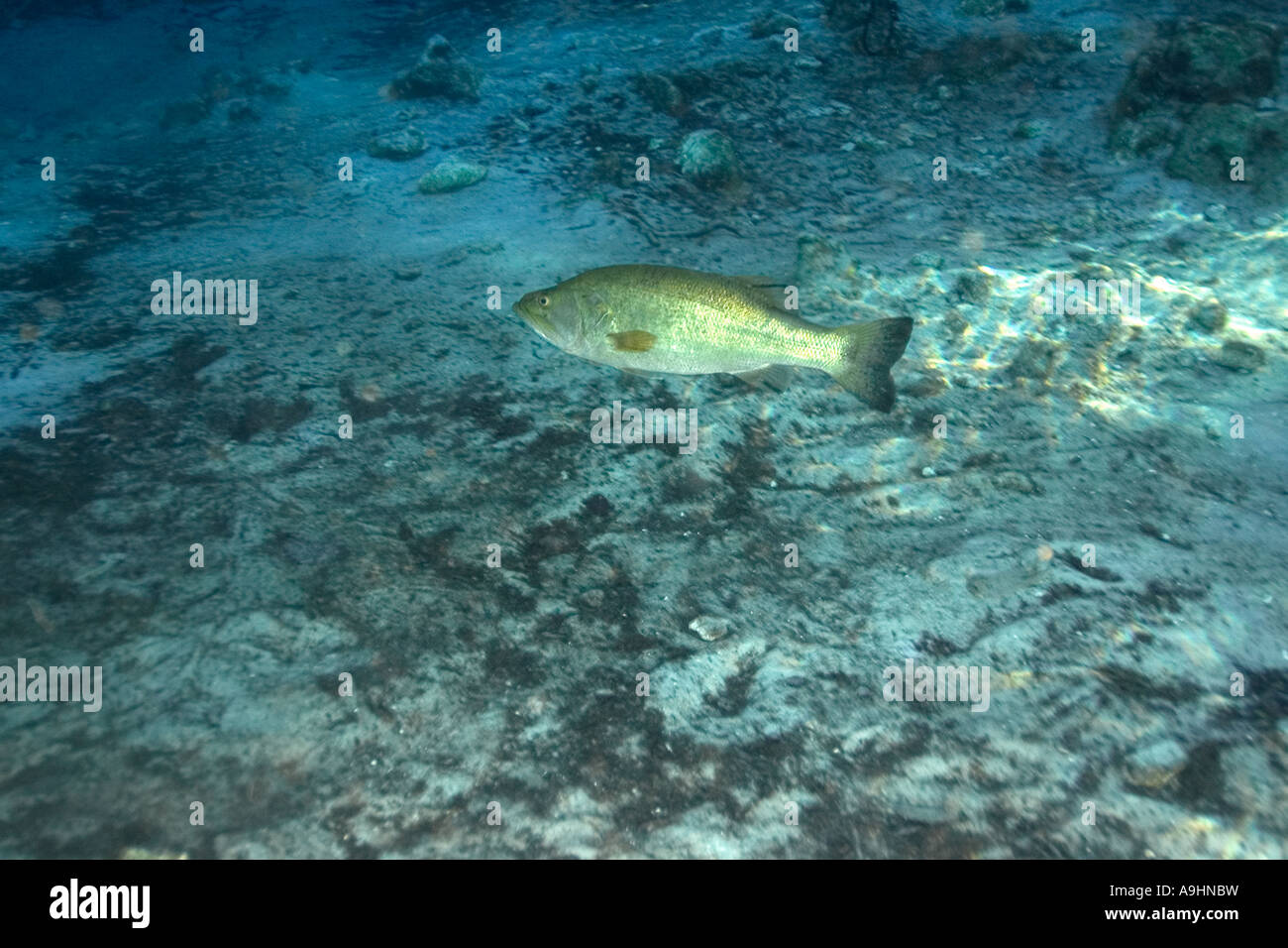 Florida largemouth bass Micropterus salmoides floridanus Crystal River Florida USA Stock Photo