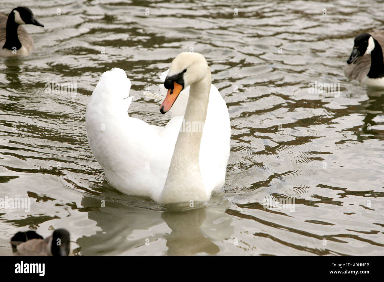 Swan beak neck wing animal animals bird birds detail mute swan portrait
