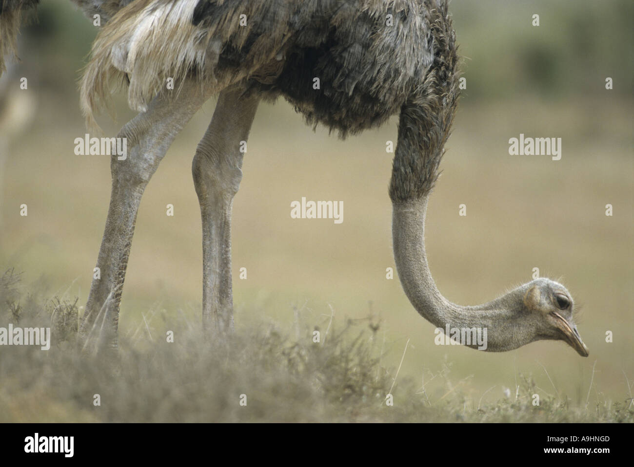 ostrich (Struthio camelus), searching food, South Africa, Ostkap, Addoelephant NP Stock Photo