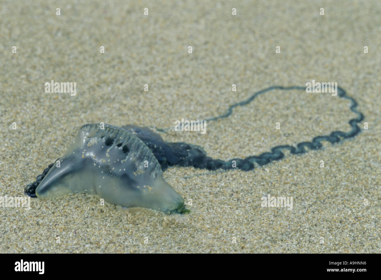 Portuguese man-of-war, Portuguese man-o-war, blue-bottle (Physalia physalis), stranded, South Africa, Knysna Stock Photo