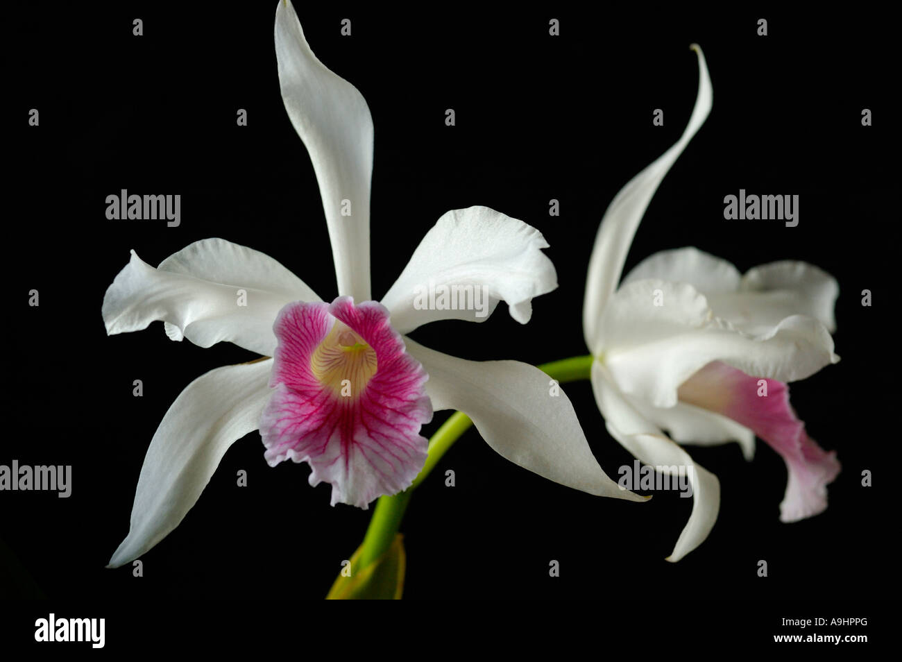Laelia Purpurata var Carnea orchid Stock Photo