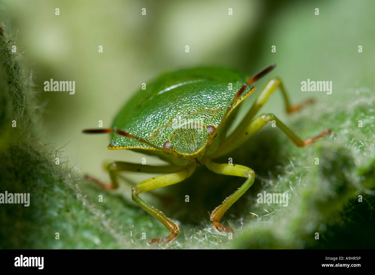 Green shield bug,  Palomena prasina, Wales, UK. Stock Photo