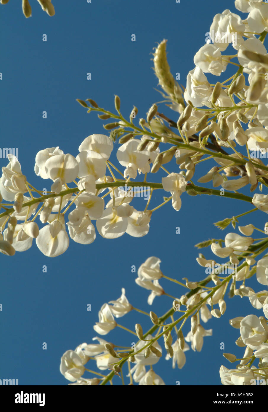 Closeup of White Wisteria Flowers in Early Summer Bloom in a Cheshire Garden england United Kingdom UK Stock Photo