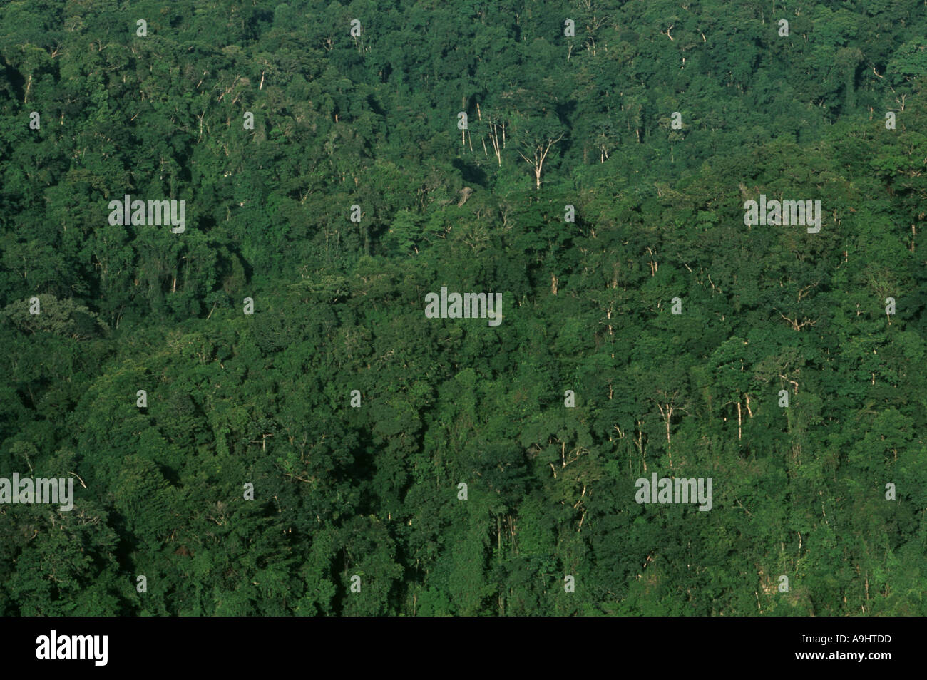 Mexico, Chiapas, Metzabok, Selva Lacandona, North America. Remnants of