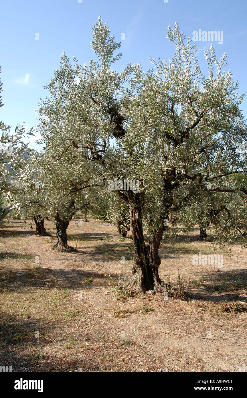 Olive grove, Southern France, France Stock Photo Alamy